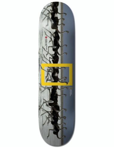 Element x National Geographic Madars Ostrich Skateboard Deck - 8.38" 50-70% off 